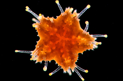 Bruno Vellutini, Centro de Biologia Marinha da USP, Brasil (Foto: Cortesia do Concurso Nikon Small World)