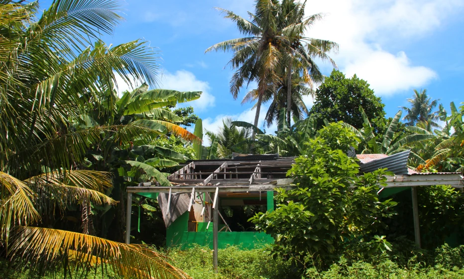 A damaged house surrounded by trees.
