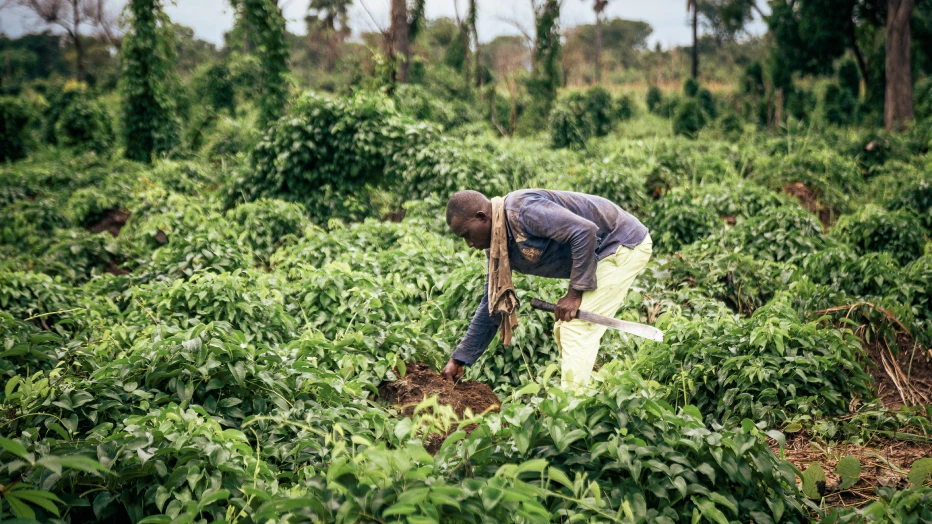 Man bent over picking leaves in a farm.