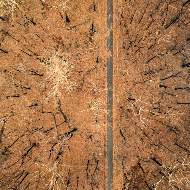 Aerial view of burnt trees